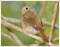 Birds in Chiang Dao 